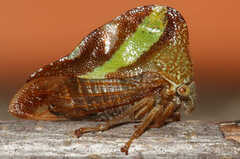 Smilia camelus