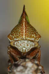 Smilia camelus