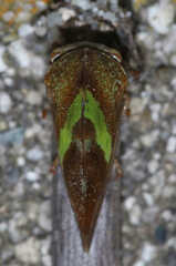 Smilia camelus