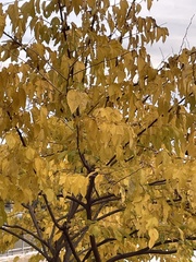 Magnoliopsida