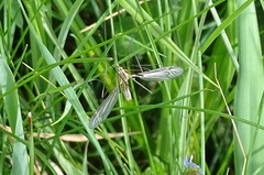 Tipula vernalis