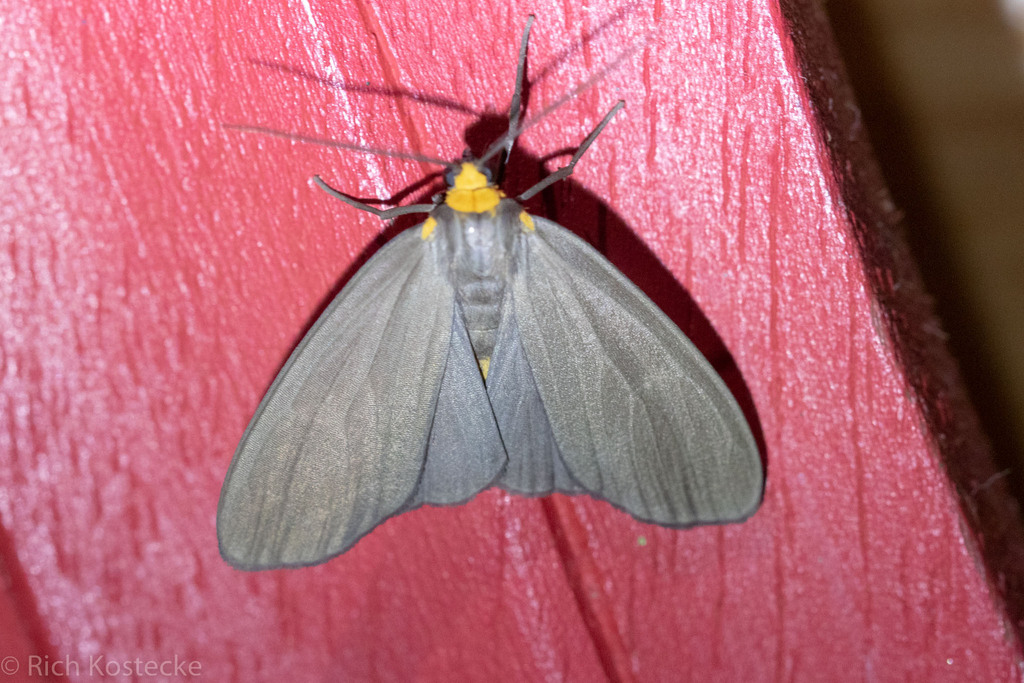 Agaraea inconspicua