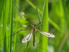 Tipula vernalis