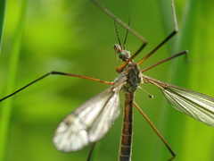 Tipula vernalis