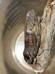 Cicada cretensis