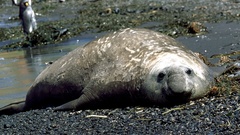 Mirounga leonina