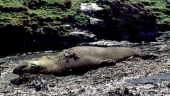 Mirounga leonina