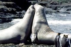 Mirounga leonina