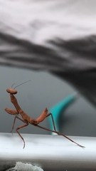 Stagmatoptera hyaloptera