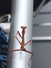 Stagmatoptera hyaloptera