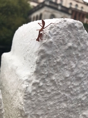 Stagmatoptera hyaloptera