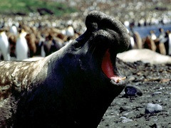Mirounga leonina