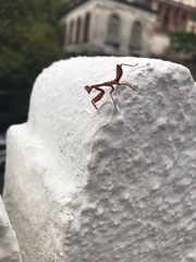 Stagmatoptera hyaloptera