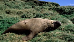 Mirounga leonina