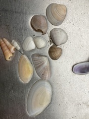 Donax trunculus