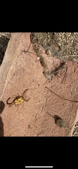 Centruroides sculpturatus