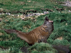 Mirounga leonina