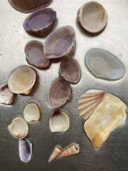 Mactra stultorum