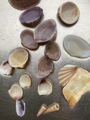 Mactra stultorum