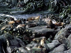 Arctocephalus tropicalis