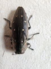 Chrysobothris
