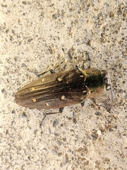 Chrysobothris