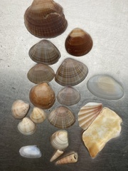 Mactra stultorum