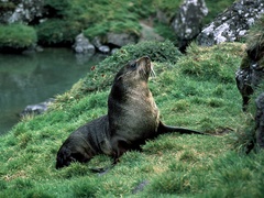 Arctocephalus tropicalis