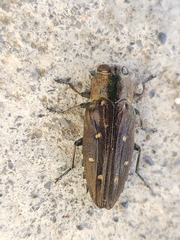Chrysobothris