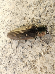 Chrysobothris
