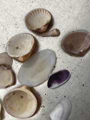 Donax trunculus