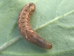 Pseudorthodes vecors