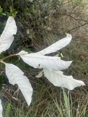 Brachylaena transvaalensis