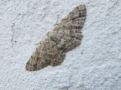 Stenoporpia