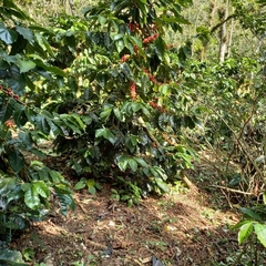 Coffea arabica