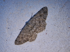 Stenoporpia