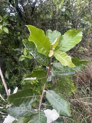 Brachylaena transvaalensis