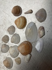Donax trunculus