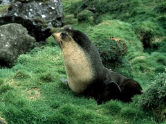 Arctocephalus tropicalis