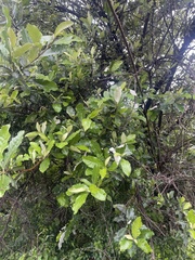 Brachylaena transvaalensis