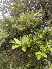 Brachylaena transvaalensis