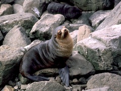 Arctocephalus tropicalis