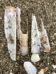 Solen marginatus
