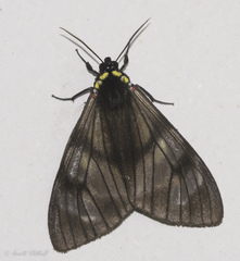 Opharus