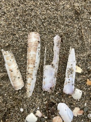 Solen marginatus
