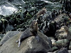 Arctocephalus tropicalis