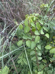 Helinus integrifolius