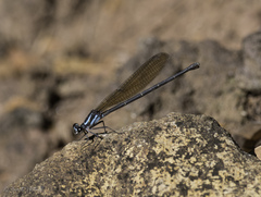 Argia tezpi
