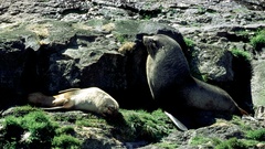 Arctocephalus gazella