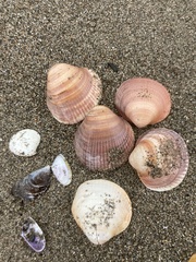 Glycymeris glycymeris